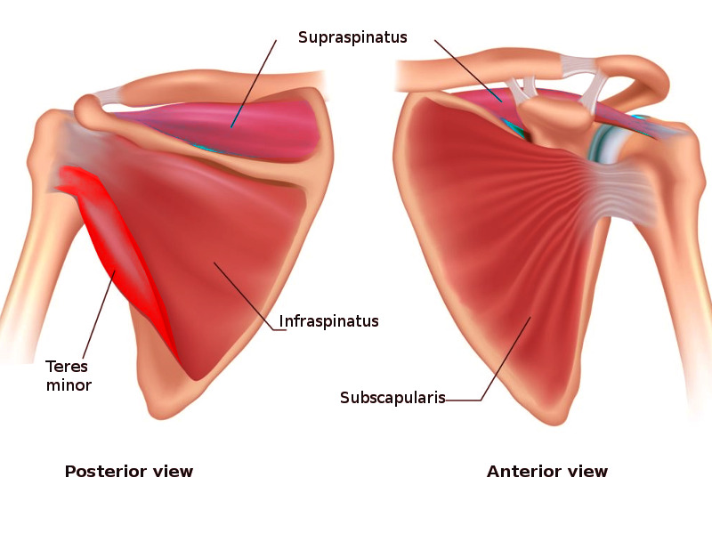 Posterior and anterior views of shoulder muscles.